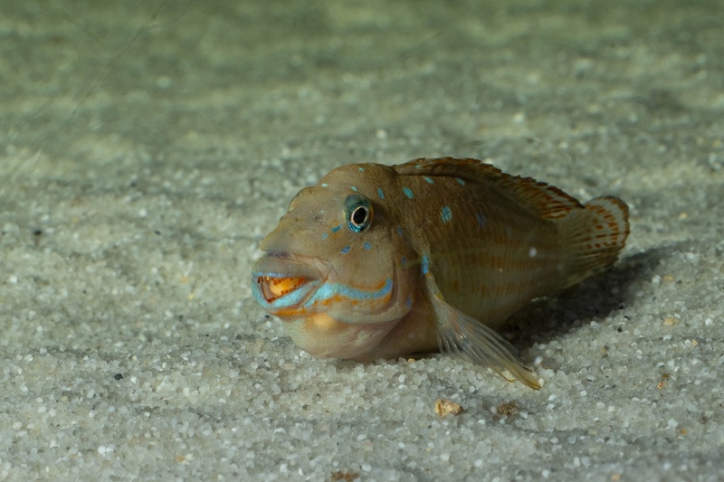 Spathodus sp. 'erythrodon north' Kigoma